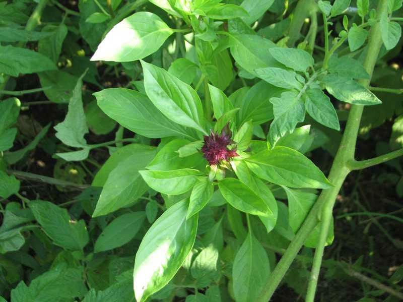 Horapha-Anise-Basil