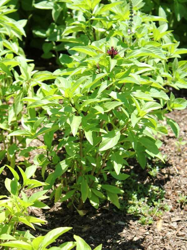 Thai-Siam-Queen-Basil